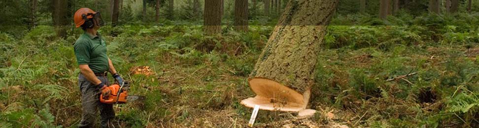 A productive, working forest. Providing social, ecomonic and environmental benefits for visitors and local residents